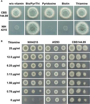 NIH4215: A mutation-prone thiamine auxotrophic clinical Aspergillus fumigatus isolate